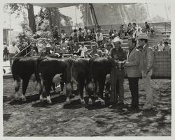 Hereford steer exhibitors and fair personnel at the Sonoma County Fair, Santa Rosa, California