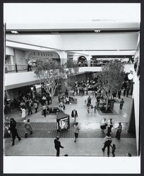 Opening day crowds inside the Santa Rosa Plaza, Santa Rosa, California, March 1982