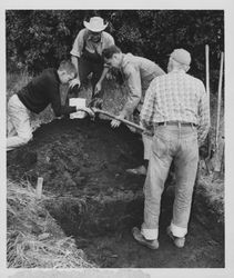 Examining dirt for artifacts in the Carrillo Adobe area, Santa Rosa, California, about 1955