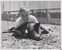 Teenager wrestles hog at the Sonoma County Fair, Santa Rosa, California