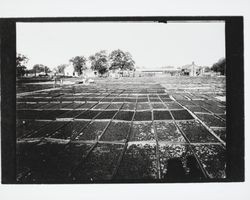 Trays of prunes drying