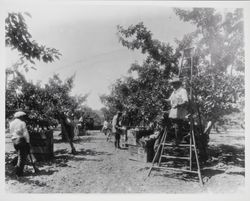 Picking apples on the ranch of Mel Kaufman