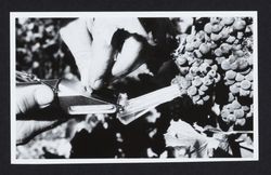 Grapes in an unidentified vineyard, about 1989