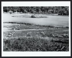 Bicyclists pedaling around Spring Lake