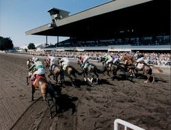 Horses moving for position after leaving the gate at the Sonoma County Fair Racetrack, Santa Rosa, California