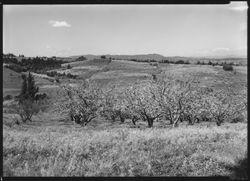 Apple orchards in bloom near Sebastopol