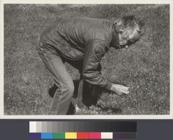 Pat Paulsen bent over in a field on his ranch above Alexander Valley, Calif., ca. 1983