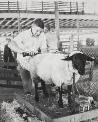 Shearing sheep at the Sonoma County Fair, Santa Rosa, California, 1966