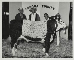 Dan Kemp and his FFA Champion Polled Hereford steer at the Sonoma County Fair, Santa Rosa, California, about 1960