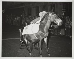 Donkey sitting on a chair--Admission Day Parade