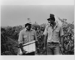 Workers in unidentified vineyards, Sonoma, California, 1980