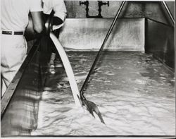 Wes Reid and Charlie Matteri pouring a can of skim milk into a vat at the Petaluma Cooperative Creamery, about 1955