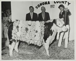 Bob West exhibits his FFA Reserve Grand Champion Polled Hereford steer at the Sonoma County Fair, Santa Rosa, California, 1972