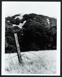 Unidentified oak woodland of Sonoma County with an old barbed-wire fence in the foreground, 1960s or 1970s