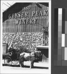 Team of draft horses and freight wagon in front of Geyser Peak Winery building in Geyserville, California, in the early 1970's