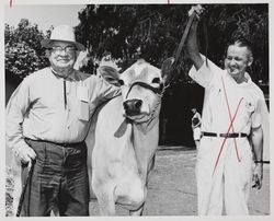 Grand Champion Jersey cow at the Sonoma County Fair, Santa Rosa, California