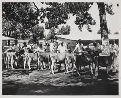 Judging Jersey heifers at the Sonoma County Fair, Santa Rosa, California, in July 1964