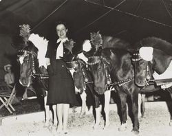 Eleanor Jenkins with four decorated ponies at the Sonoma County Fair, Santa Rosa, California, about 1938