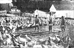 Gathering eggs--Petaluma, Cal.--the greatest poultry center in the world