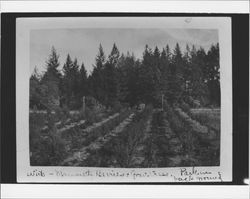 Wirts' mammoth berries and Gravenstein trees, Graton, California, about 1910