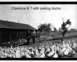 Clarence Brush with an unidentified man standing amongst a flock of peking ducks in Butte, California, about 1938