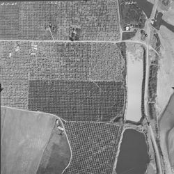 Orchards near intersection of Foreman Lane and Skinner Road--aerial views