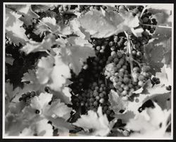 Grapes in an unidentified vineyard, about 1989