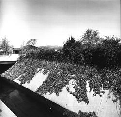 Unidentified flood control channel in east Santa Rosa