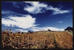 Vineyards aflame with fall color, Sonoma County, California, 1988