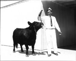 4-H boy with his steer, Santa Rosa, California, 1960