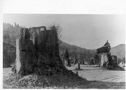 Stumps of redwood forest, Russian River, California