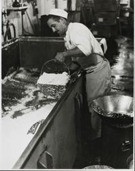 Bob Conklin scoops curd from a vat at the Petaluma Cooperative Creamery, about 1955