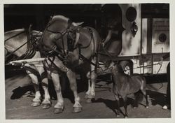 Customized carriage at the Sonoma County Fair, Santa Rosa, California