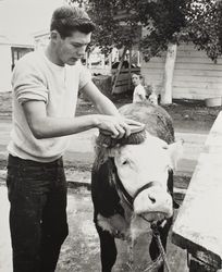 Paul Mills washes his Hereford before showing at the Sonoma County Fair, Santa Rosa, California, 1958