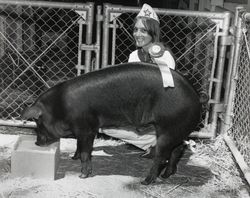 Marjorie Kinder and her award winning 4H hog at the Sonoma County Fair, 1972