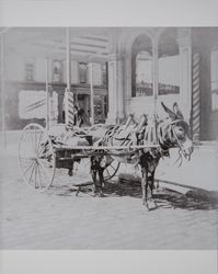 Mule with a two wheel cart waits at the corner of Washington Street and Main Street, Petaluma, California, about 1900