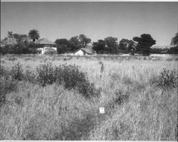 Masciorini Ranch southeast of Petaluma, California, July 2005,showing the residence, garages, and poultry barn as seen looking east from the field to the west of the complex