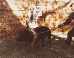 4H boys handling hog for exhibit at the Sonoma County Fair, Santa Rosa, California, 1984