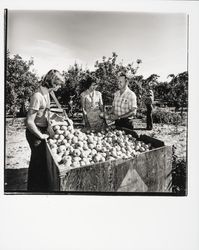 Picking apples at Twin Hill Apple Ranch, Sebastopol, California, 1978