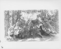 Man standing at base of a redwood tree, Guerneville, California(?), about 1920