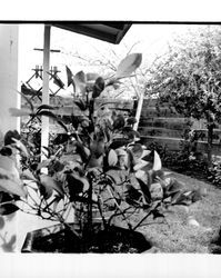 Garden areas at homes in Larkfield Maples housing development