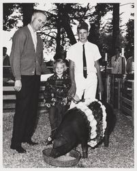 Award winning hog in outside corral at the Sonoma County Fair, Santa Rosa, California