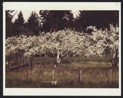 Orchards near Sebastopol