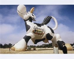 Dawn Roe and Al Bono looking at a hot air balloon shaped like a cow--advertising California Gold Dairy Products--at the 1994 Sonoma County Hot Air Balloon Classic, July 1994