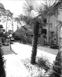 Exterior views of the Creekside Park Apartments, Santa Rosa, California, 1965