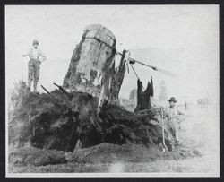 Removing a redwood stump at "Big Bottom", Guerne's field