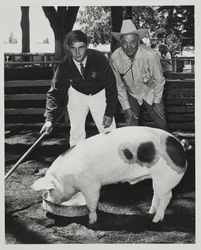 Daryl Danniwitz with his hog at the Sonoma County Fair, Santa Rosa, California, 1969