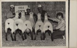 Sheep at the Sonoma County Fair, Santa Rosa, California, 1984