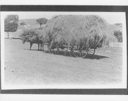 Wagon load of hay, Petaluma, California, about 1912