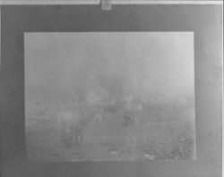 Milking time on an unidentified dairy farm, Sonoma County, California(?), about 1885